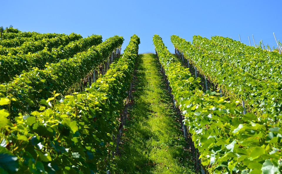 produção de vinhos plantio