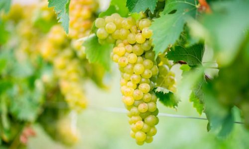 Chardonnay Uva