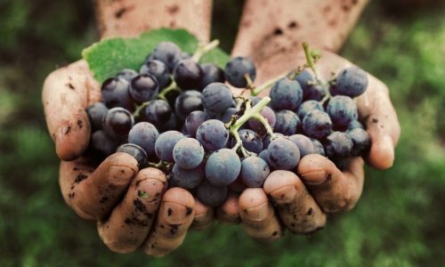 O Que é Vinho Biodinâmico