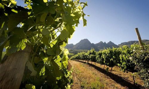 Vinhos Da áfrica Do Sul