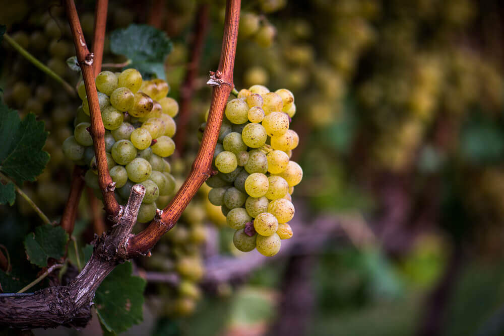 vinhos de bourdeaux