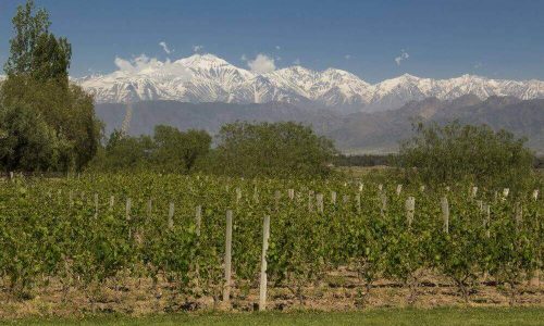 Paisagem Com Vinícola E Montanhas Nevadas Na Rota Dos Vinhos Na Argentina