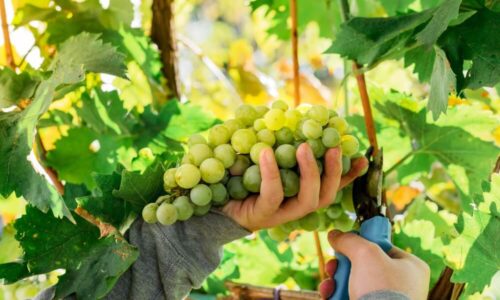 Cacho Da Uva Chenin Blanc