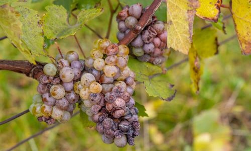 Cacho De Uvas Apodrecendo Por Conta Da Filoxera