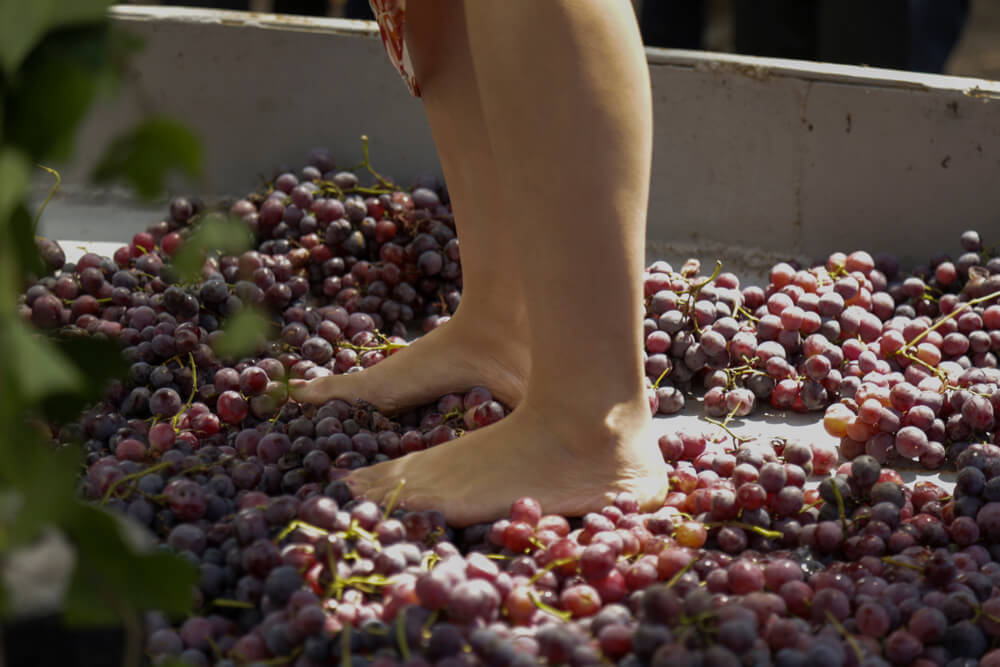 Imagem de uma pessoa realizando a chamada pisa das uvas, ou seja, amassando a fruta com os pés.