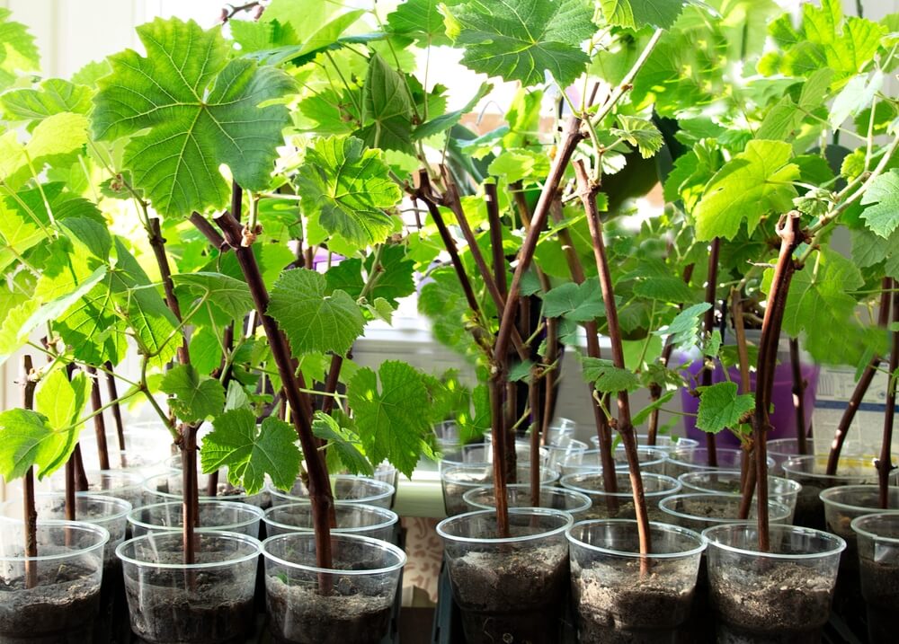 Mudas de uva dentro de potinhos de plástico.