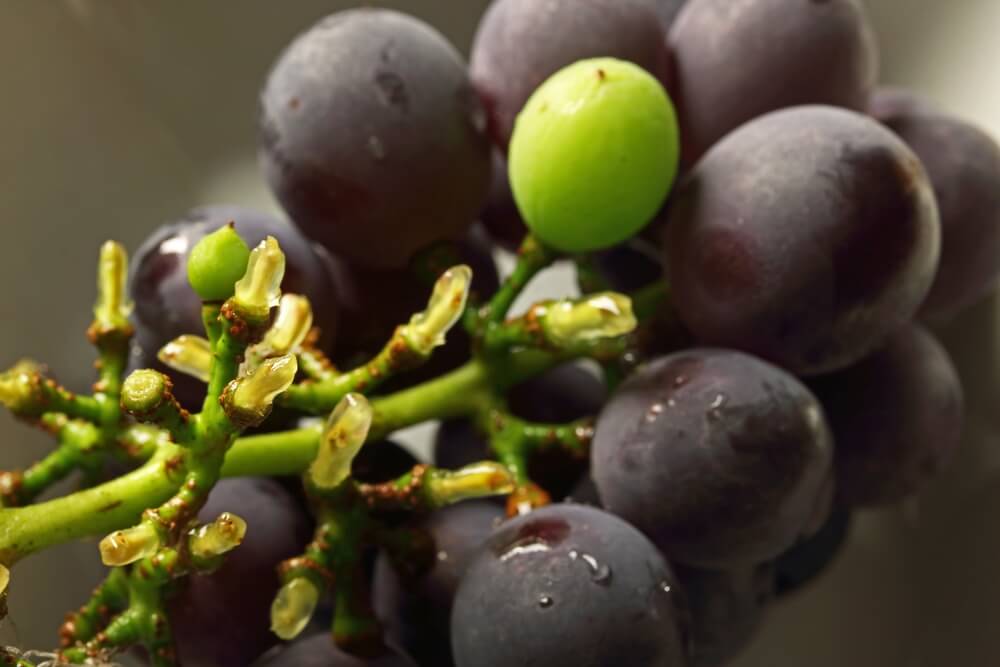 Um cacho de uvas com alguns bagos destacados, salientando os ramos, também conhecidos como talos ou engaços, da uva.