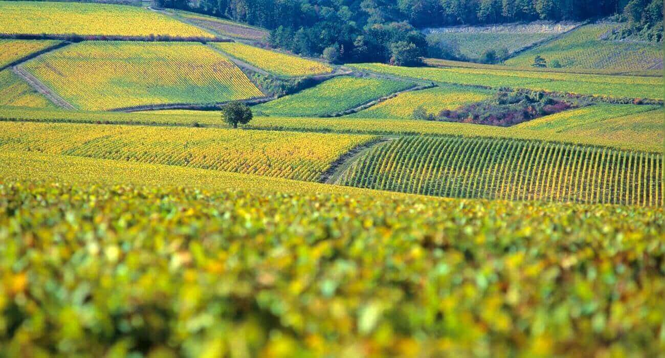 Vinhedos Em Chablis, Na Borgonha.