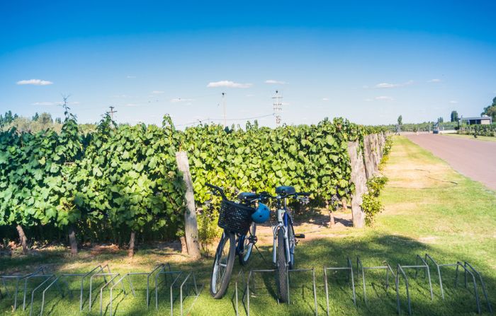 vinho e bicicleta