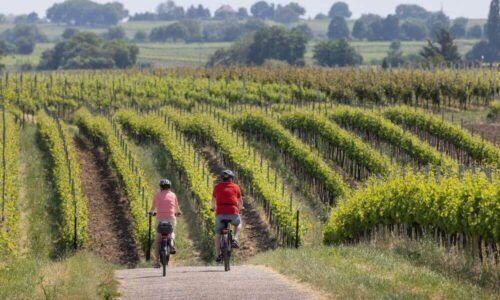 Vinho E Bicicleta