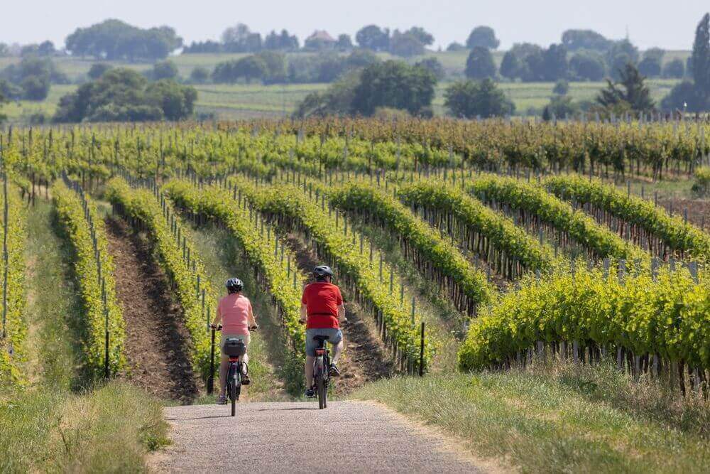 Vinho E Bicicleta: Vinícolas Com Cicloturismo Para Visitar